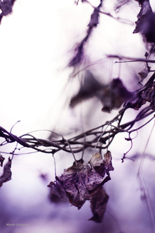 ფოტოგრაფი, რომელიც ადამიანების გადაღებაზე უარს აცხადებს Rating